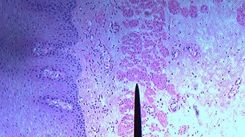 Digestive System Slide Video