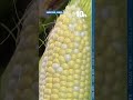 Farmers ask shoppers to stop fully shucking corn before buying