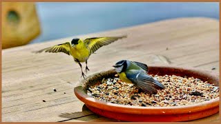 Top 5 Best Bird Seed in  2022 reviews