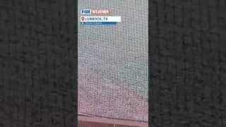 Hail Sends Baseball Players Running #texas #lubbock