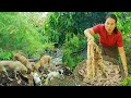 survival in the rainforest-found pig intestine with pineapple for cook &amp; give to pets HD