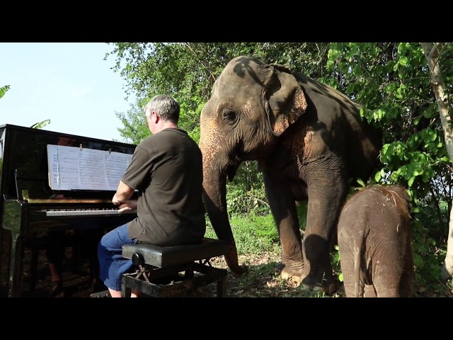 Piano for Mother and Baby Elephant Vlog #3 class=