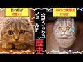 【猫図鑑】スコティッシュフォールドの歴史や特徴などを紹介