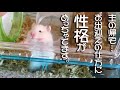 性格が露骨に出る ハムスターのお出迎えの仕方 特集（笑）