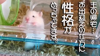 性格が露骨に出る ハムスターのお出迎えの仕方 特集（笑）