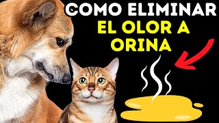 CÓMO ELIMINAR EL OLOR A ORINA DE PERRO Y GATO Consejos y Remedios Caseros