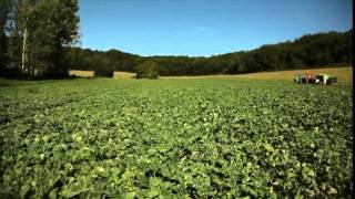 Le Melon du Quercy IGP