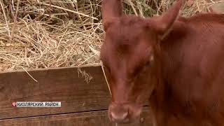 Дагестанский фермер разводит премиальное поголовье айширских коров