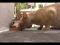 Tweek the cutest handicapped dog and kitty become best friends