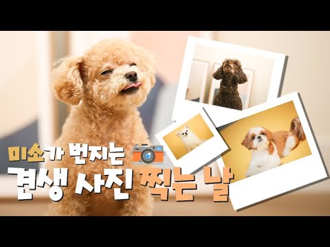 보기만 해도 미소가 번지는 견생사진 찍는 날~
