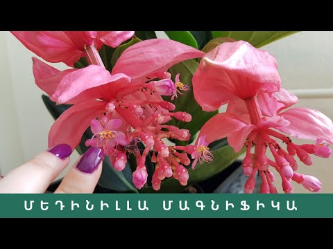 Video: Calceolaria - «ծաղիկ-կոշիկ». Խնամքի և աճի խորհուրդներ