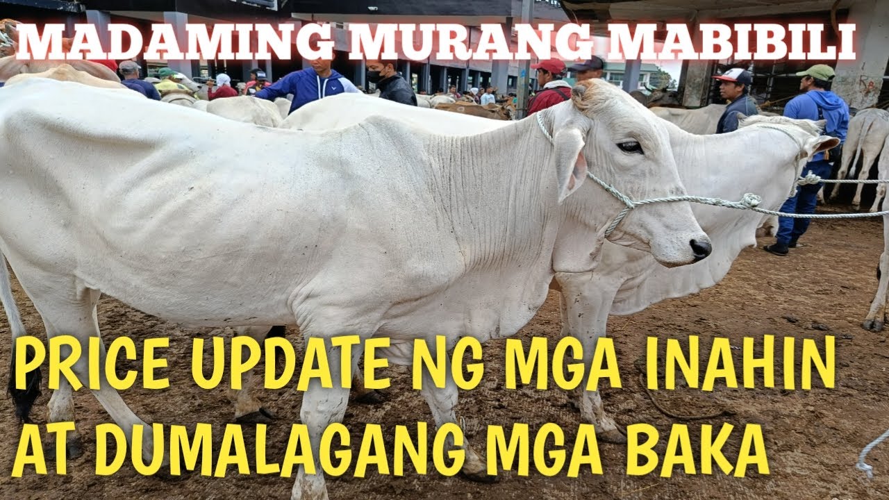 Price Update ng mga inahin at dumalagang baka.. - YouTube