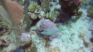 Scrawled Filefish