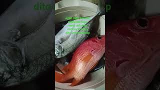 Alin Kaya Dito Yong Lulutuin Natin Mga Kasaog