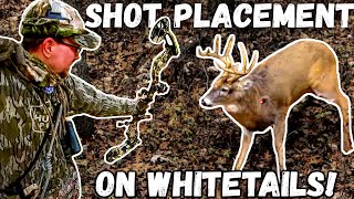 WHERE TO AIM with a BOW!    Shot Placement on Whitetails