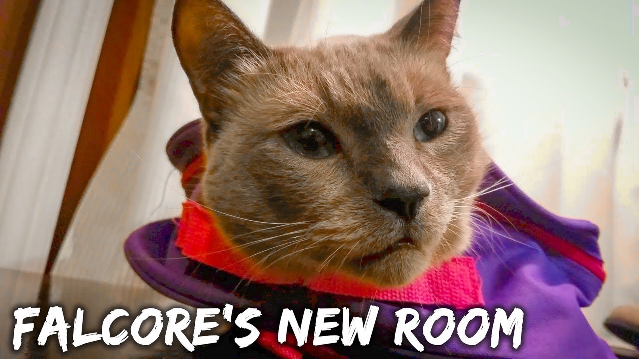 skydive chicago New Room for my Cat