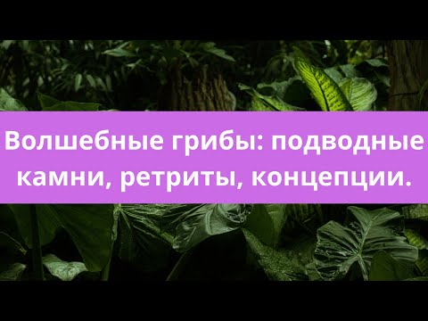 ВОЛШЕБНЫЕ ГРИБЫ: ПОДВОДНЫЕ КАМНИ, РЕТРИТЫ, КОНЦЕПЦИИ. #грибы