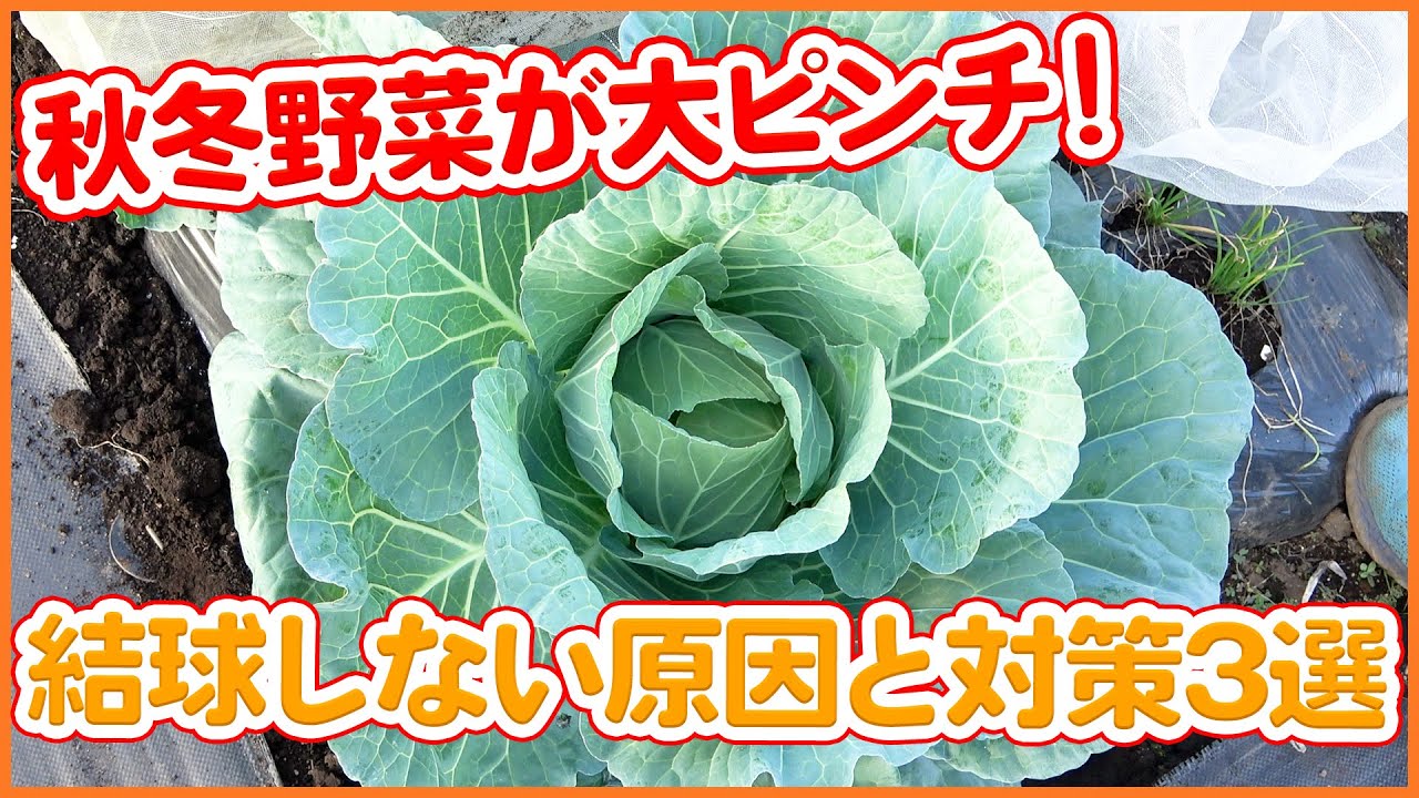 10月末から結球しなけば要注意 結球しない原因と対策3選 家庭菜園で秋冬野菜が結球しない時の対策 キャベツや白菜栽培を成功させる秘訣をご紹介 農園ライフ Youtube