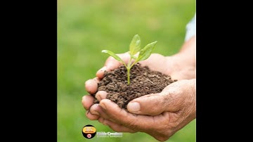 Save Trees, Save Environment 🌳 | KIDDZ CREATORS