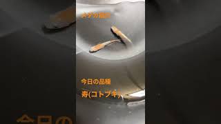 メダカ紹介(寿)#めだか #メダカ