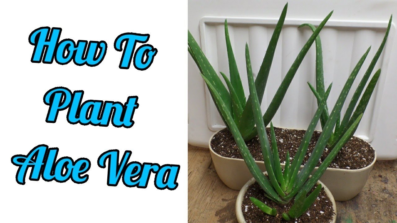 How To Transplant Aloe Vera Potting Mix Recipe Included Youtube
