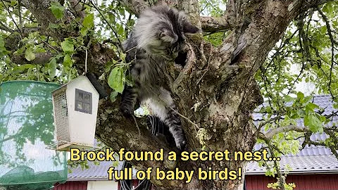 Video 9295921: maine coons wild, cat