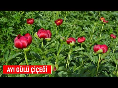 Video: Yaban gülü nerede yetişir ve özellikleri nelerdir?