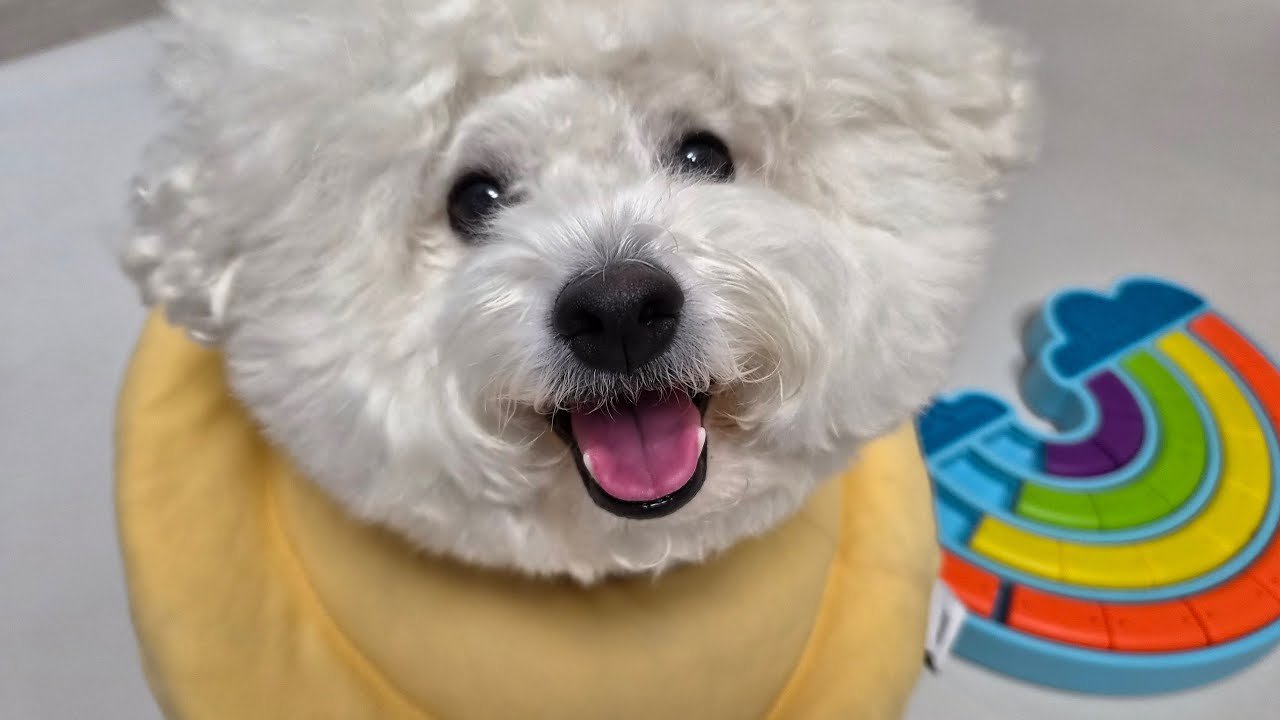 비오는 날 우당탕탕 실내놀이 3가지🐶