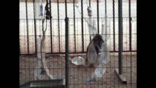 Avatar x Bijou son 20090611