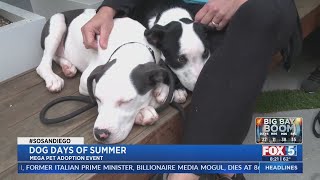 Dog Days of Summer Adoption Event
