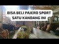 For Sale!! Harga Sapi Qurban 2023 Sangat Mengejutkan