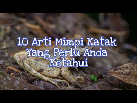 Video: Kenapa Katak Bermimpi