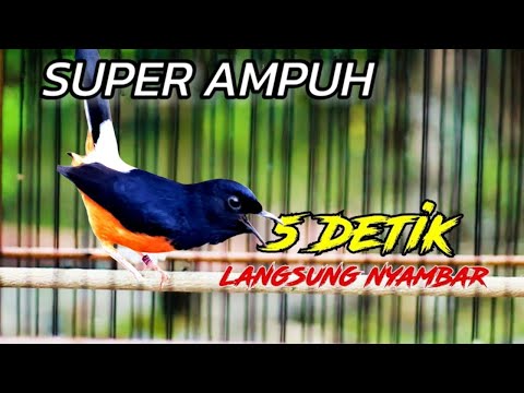 MASTERAN WAJIB !! CUNGKOK GACOR vs KATEM GACOR