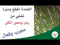 رمل وحصى الكلى مفتاح علاجك بثلاثة ايام بعشبة العلندة او ما تسمى قطع وصل والتجربة خير دليل 