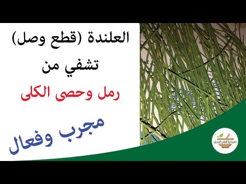 رمل وحصى الكلى مفتاح علاجك بثلاثة ايام بعشبة العلندة او ما تسمى قطع وصل والتجربة خير دليل