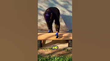 Zelfgemaakte bank van gerecyclede banden – Eenvoudig idee voor een tuinbank van hout en banden | ...