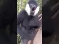 Les Singes Hurleurs Le Son De La Forêt Amazonienne Nature Lacherprise Naturelovers Youtube