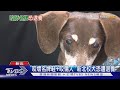 「咬壞名牌鞋+咬傷人」 新北校犬恐遭退養｜TVBS新聞 @TVBSNEWS01