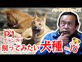 【ベスト10】飼ってみたい犬種【P1グランプリ】