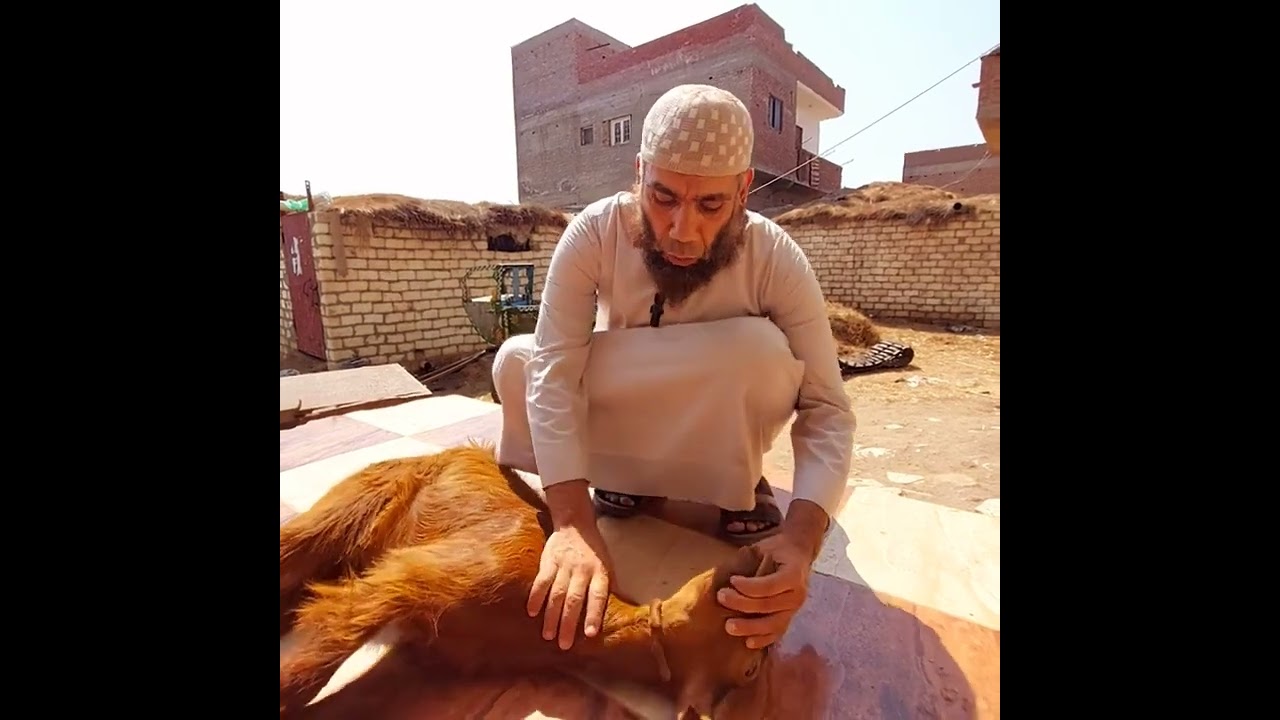 طريقة الذبح الشرعية