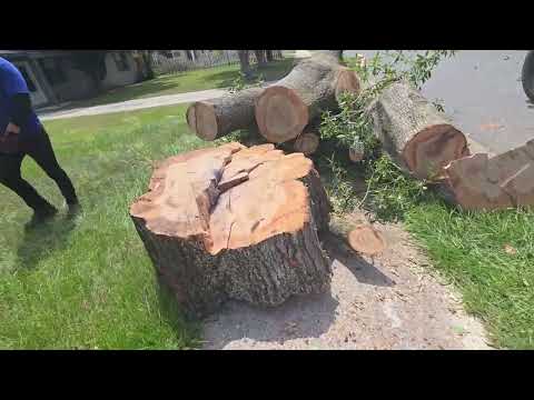 Tree Trimming & Canopy Work