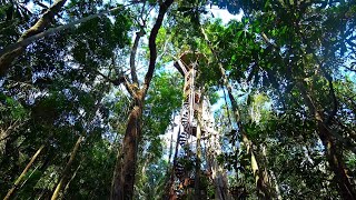 I Spent The Night At The Tallest Treehouse In The World In Amazon Jungle 🇵🇪