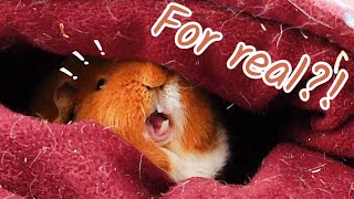 I Woke Up My Sleeping Guinea Pig