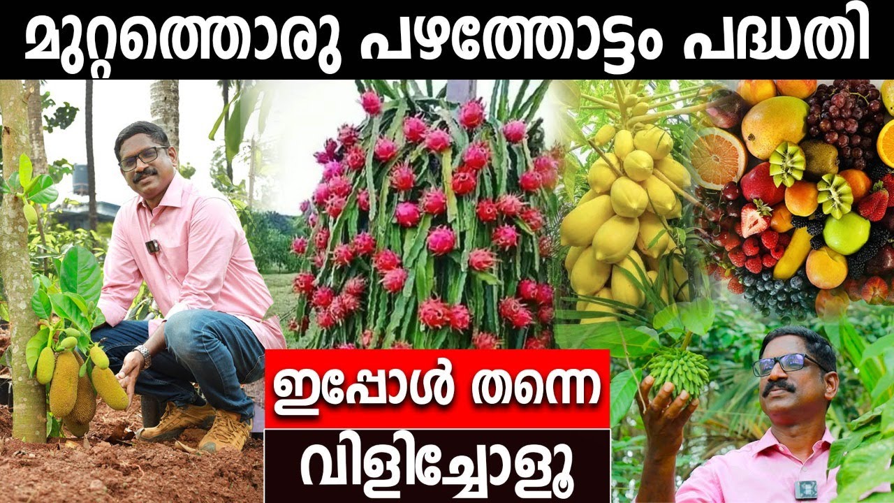 മുറ്റത്തൊരു പഴത്തോട്ടം പദ്ധതി | ഇപ്പോൾ തന്നെ വിളിച്ചോളൂ | RARE EXOTIC PLANTS