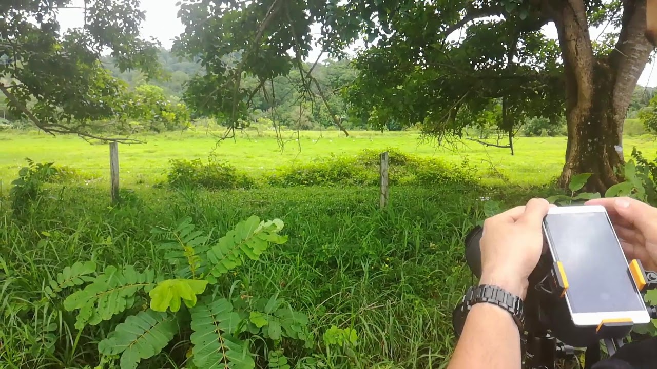 Oso Hormiguero en Carate de Osa, Costa Rica.