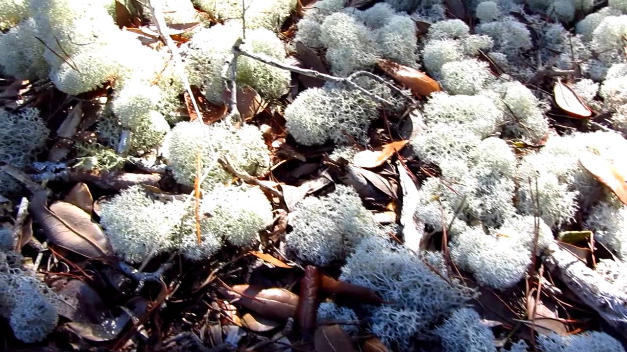 deer-moss-aka-deer-lichen-cladina-evansii-reindeer-lichen-st