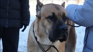 видео: ДТ - 294. Агрессия кане-корсо на собак и людей - работа с кинологами до года без результата картинка: ДТ - 294. Агрессия кане-корсо на собак и людей - работа с кинологами до года без результата