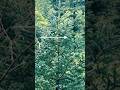Gymnosperms plant 💞PINUS #shorts #gymnosperms #pinus