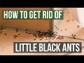 How To Kill Sugar Ants