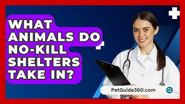 What Animals Do No-kill Shelters Take In? - PetGuide360.com